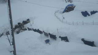 Sason’da kar yağışı hayatı olumsuz etkiledi